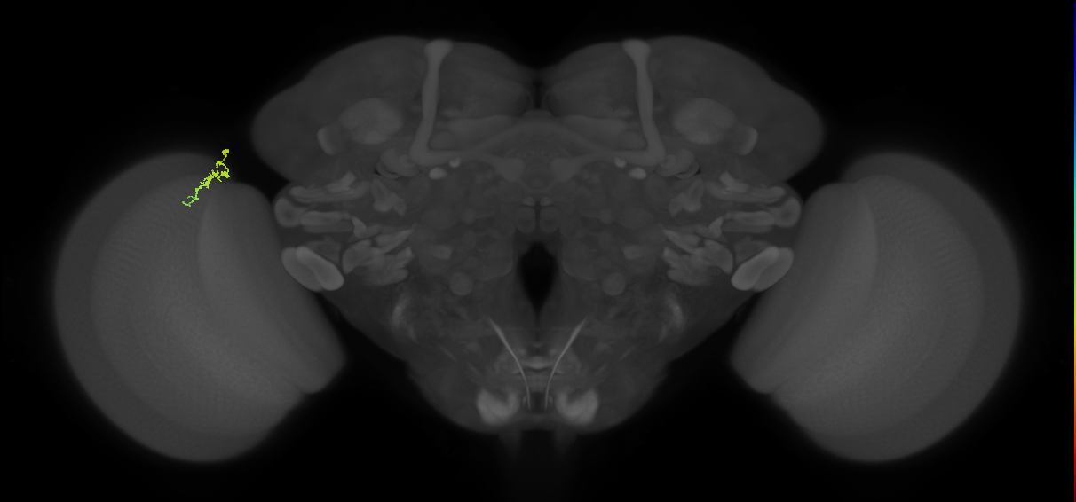Dm3a_L (MaleCNS:209491)