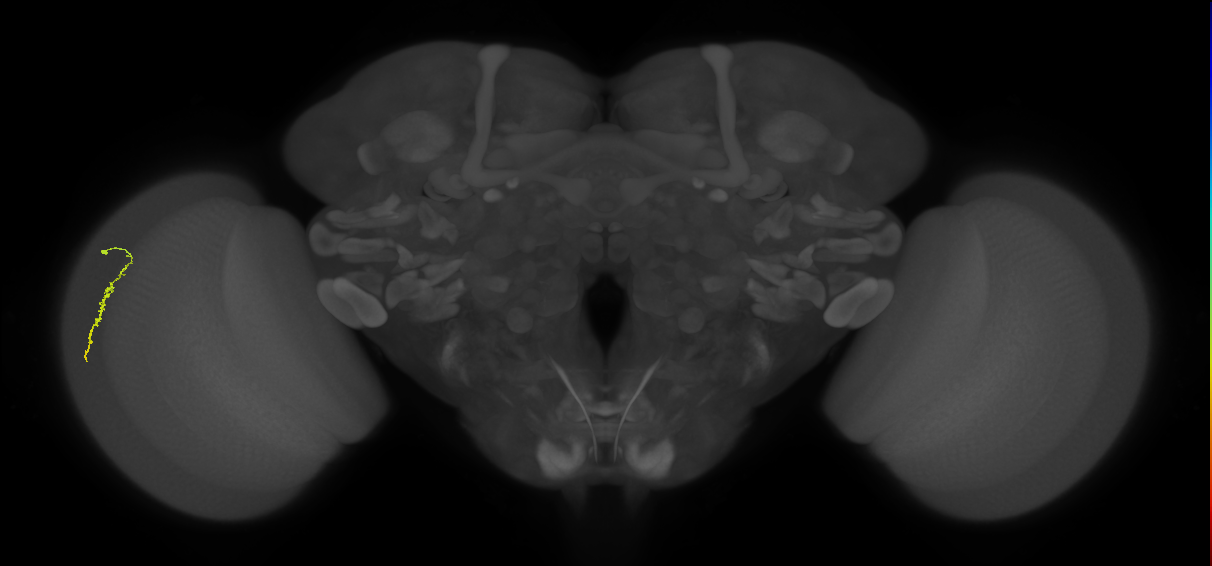 Dm3a_L (MaleCNS:131610)