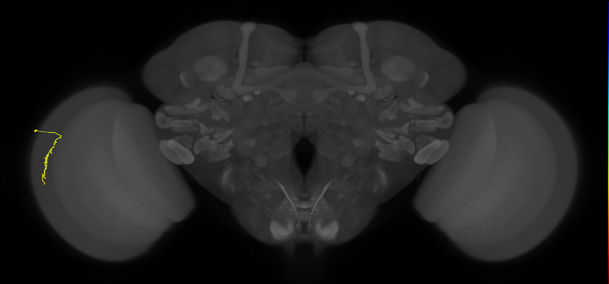 Dm3a_L (MaleCNS:222473)