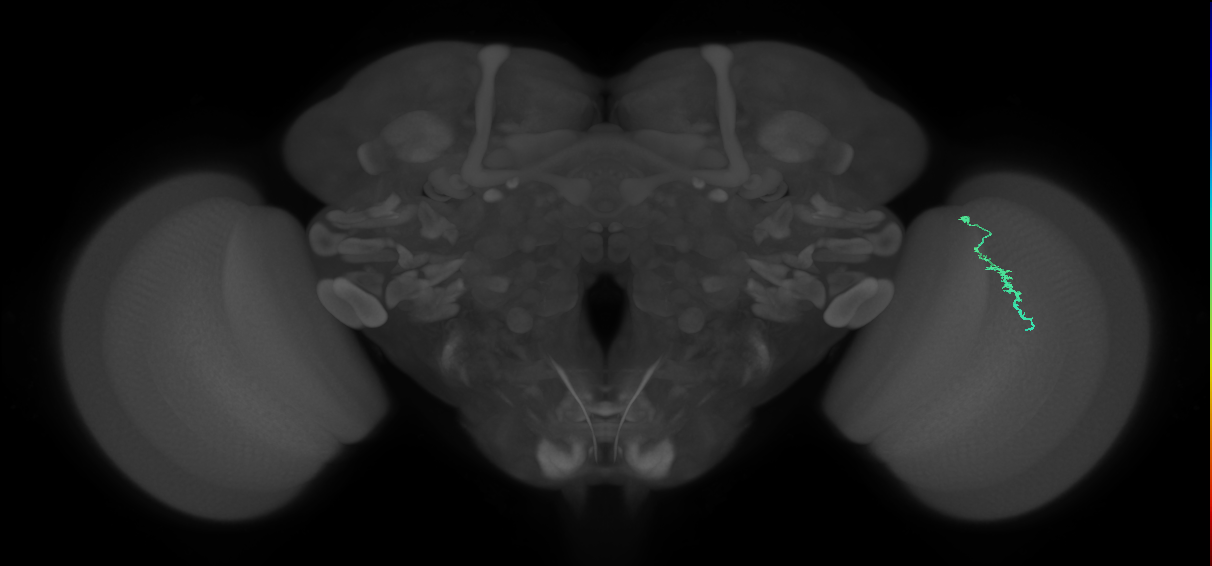 Dm3a_R (MaleCNS:140722)