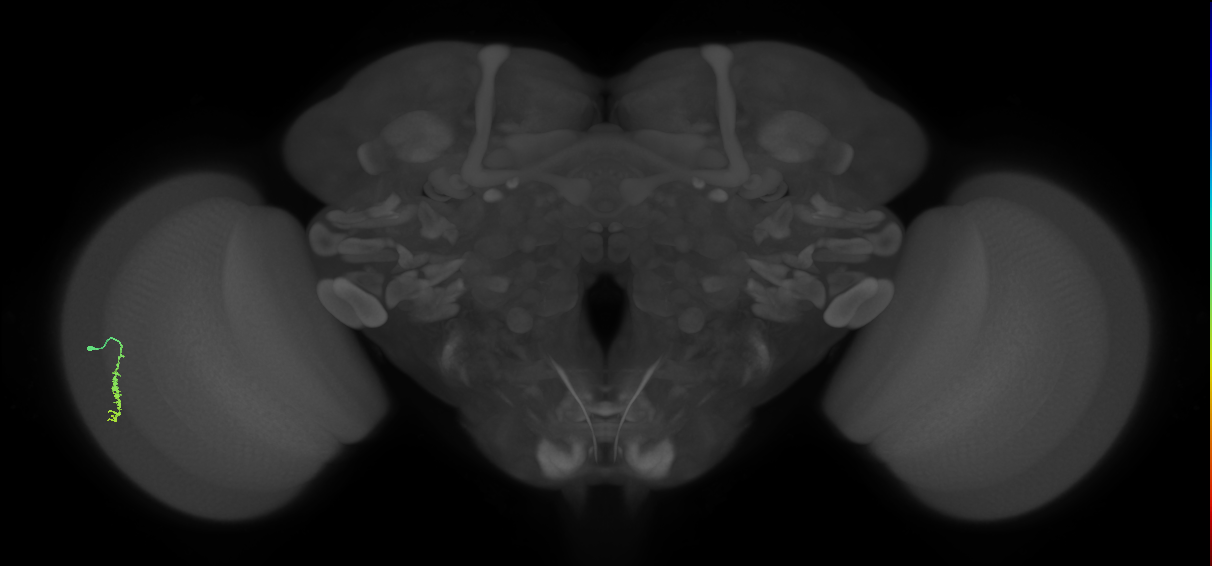 Dm3a_L (MaleCNS:533090)