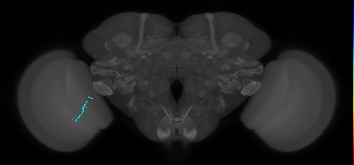 Dm3a_L (MaleCNS:535091)