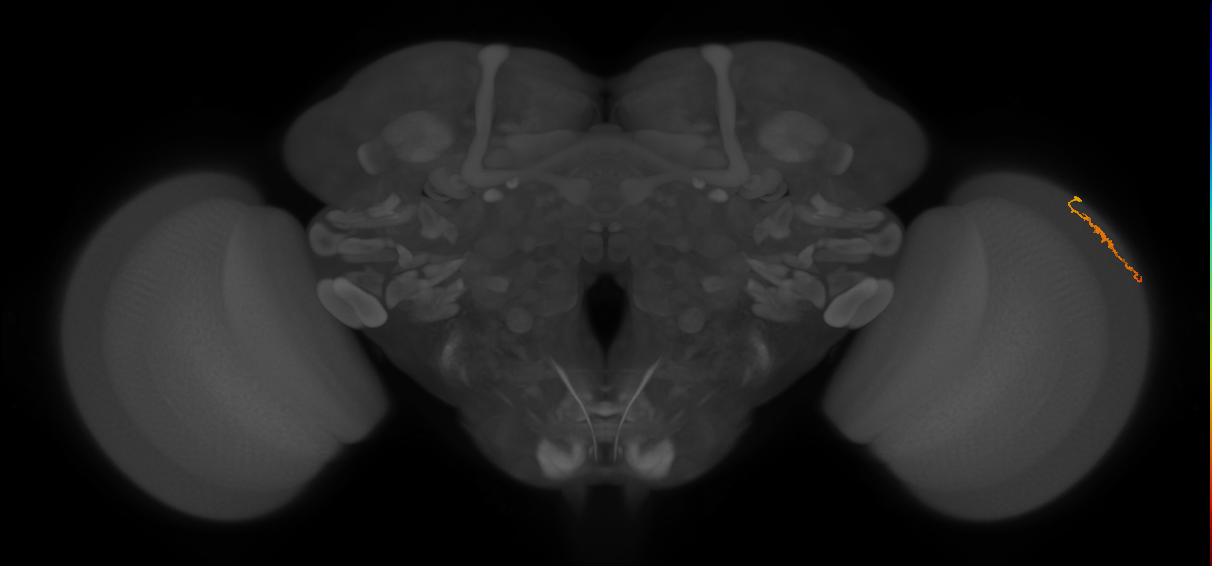 Dm3a_R (MaleCNS:124200)