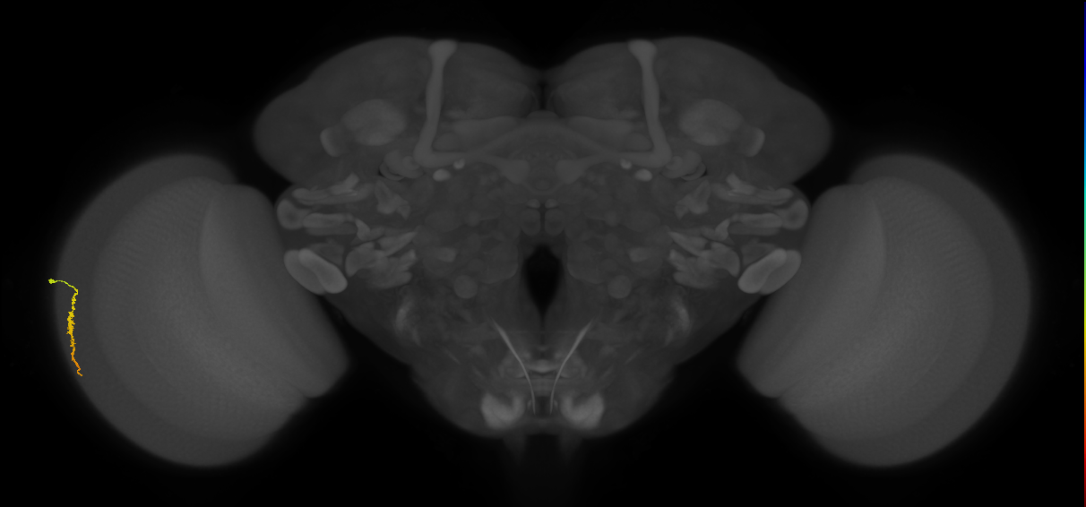 Dm3a_L (MaleCNS:36156)