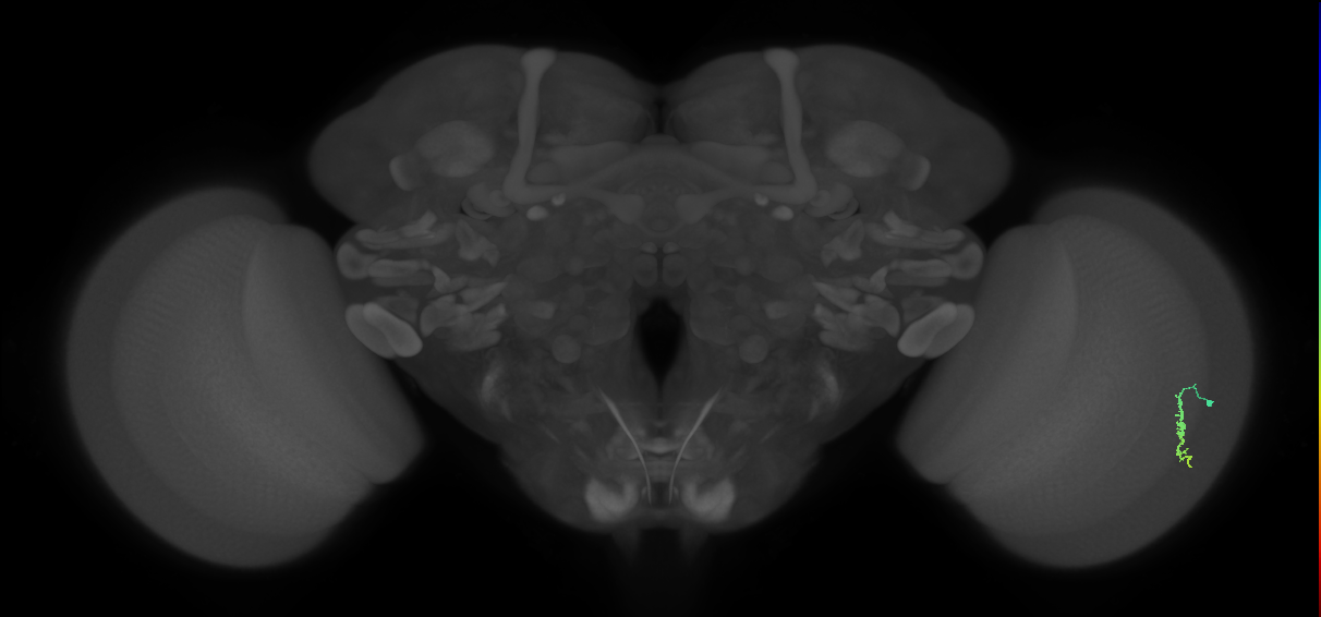 Dm3a_R (MaleCNS:126840)