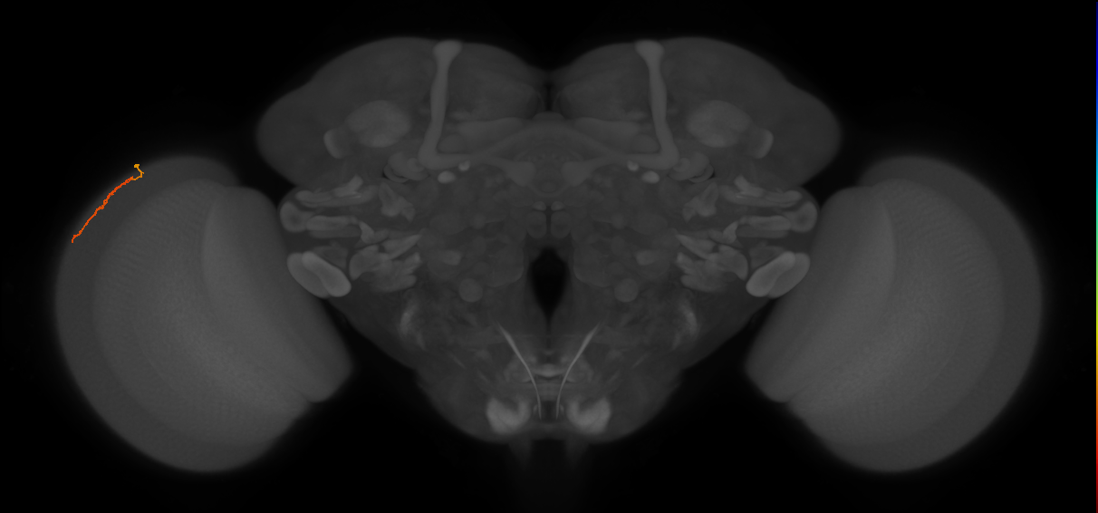 Dm3a_L (MaleCNS:182033)