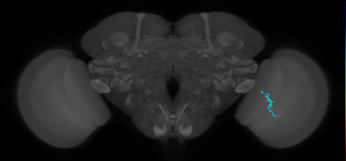 Dm3a_R (MaleCNS:138270)