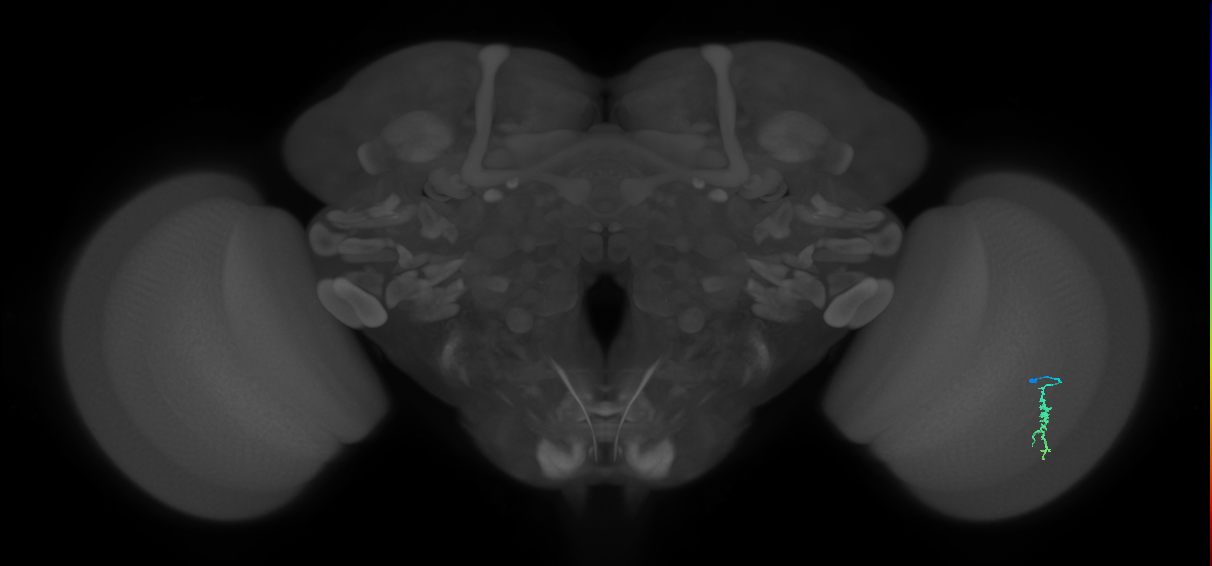 Dm3a_R (MaleCNS:138973)