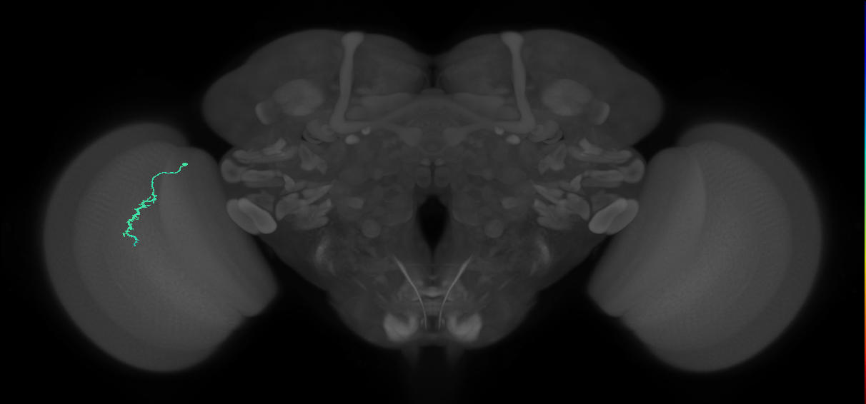 Dm3a_L (MaleCNS:531796)