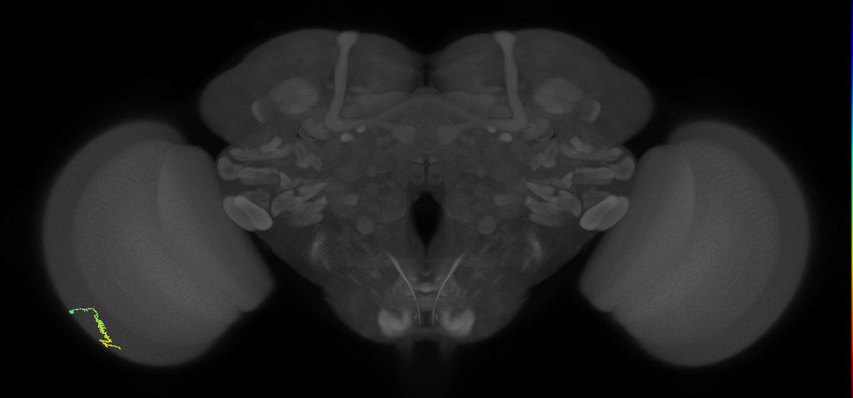 Dm3a_L (MaleCNS:121779)