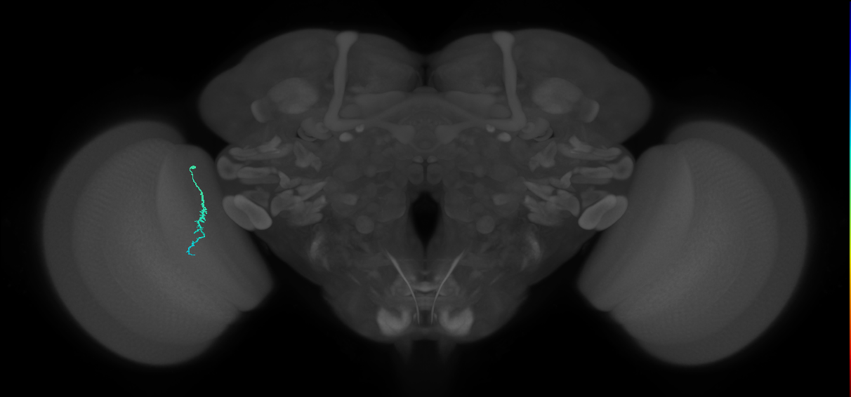 Dm3a_L (MaleCNS:228385)