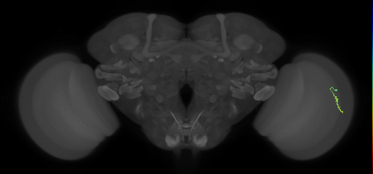 Dm3a_R (MaleCNS:132237)