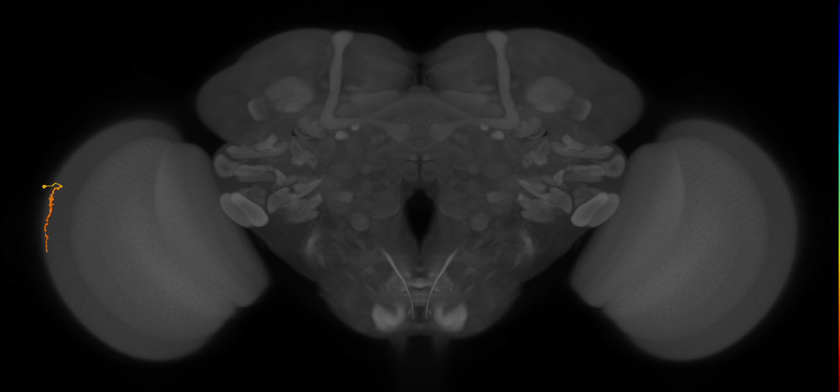 Dm3a_L (MaleCNS:61201)