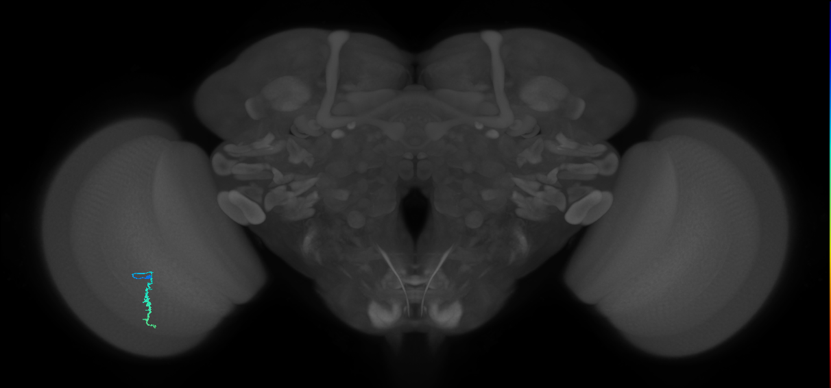 Dm3a_L (MaleCNS:211489)