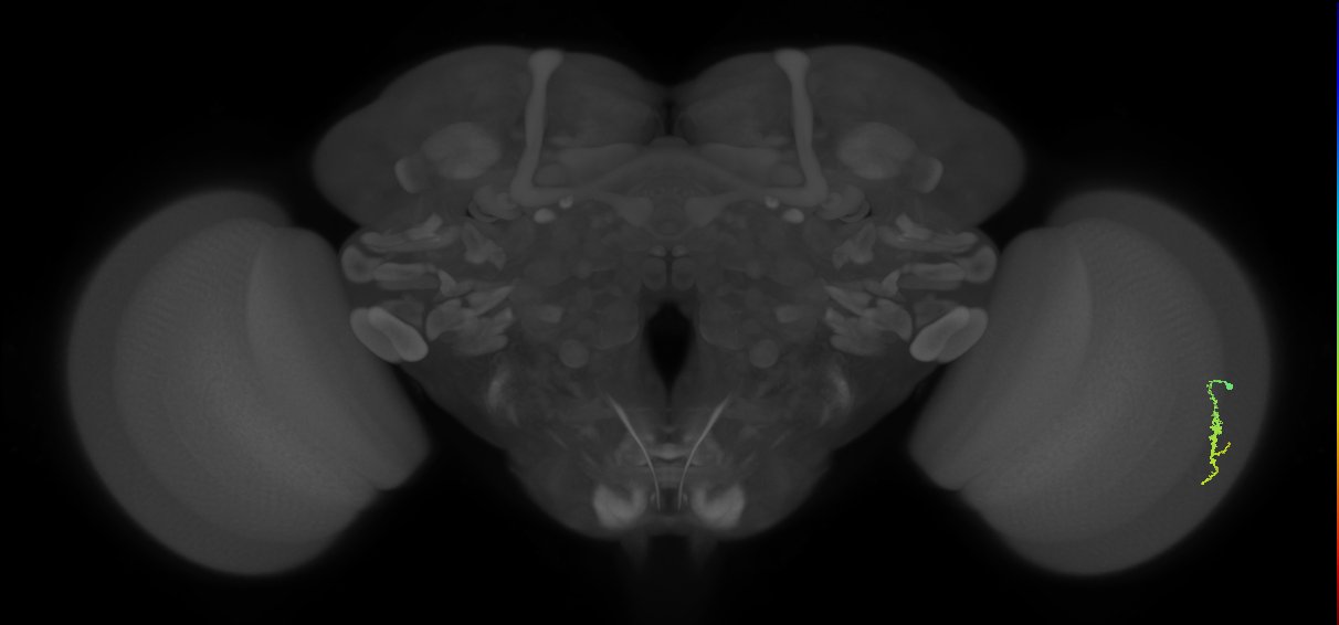 Dm3a_R (MaleCNS:111022)