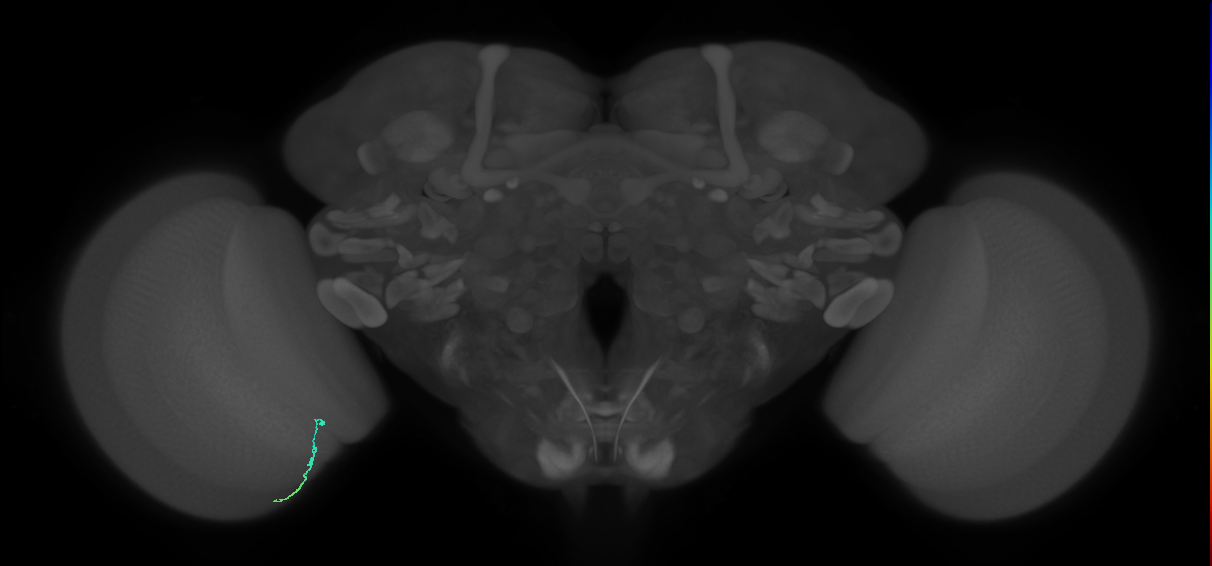 Dm3a_L (MaleCNS:136750)