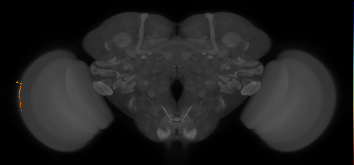 Dm3a_L (MaleCNS:155858)