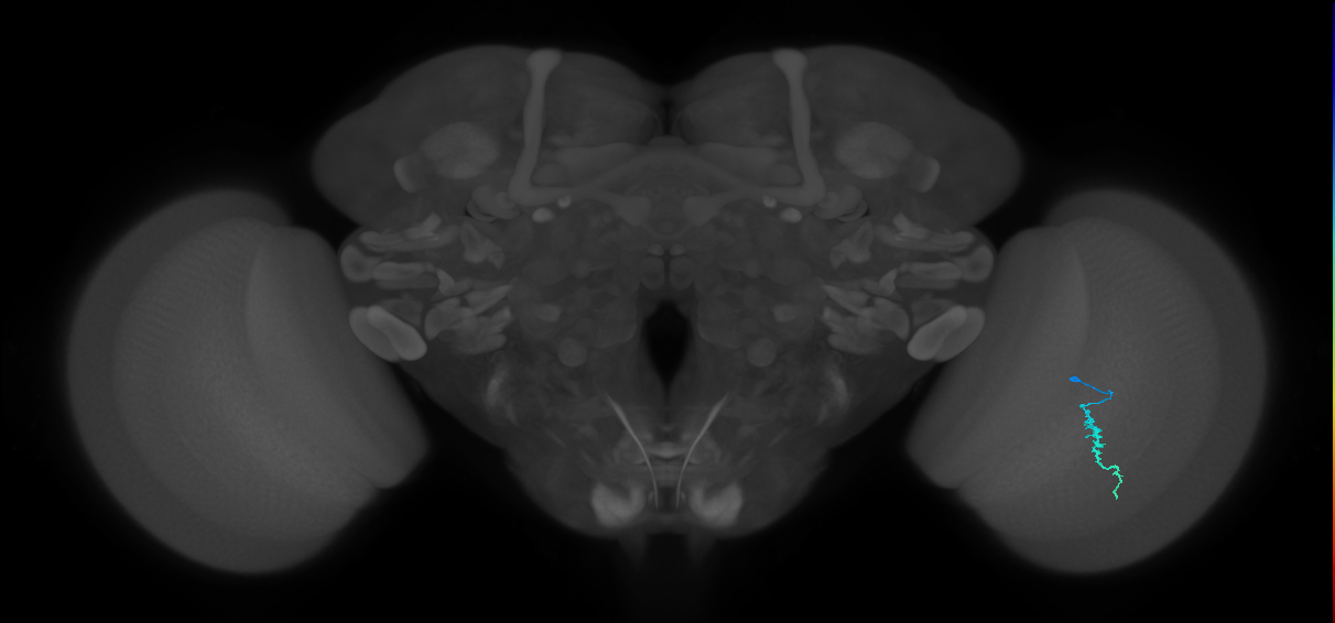 Dm3a_R (MaleCNS:140686)