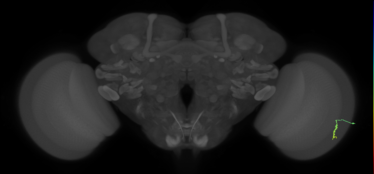 Dm3a_R (MaleCNS:117925)