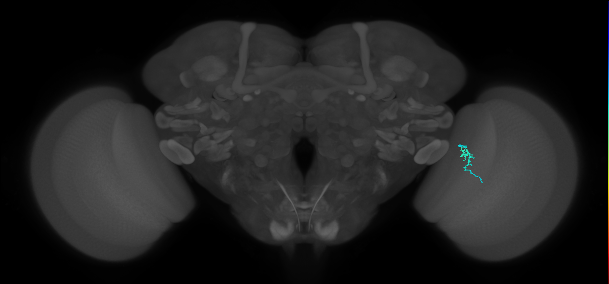 Dm3a_R (MaleCNS:151586)