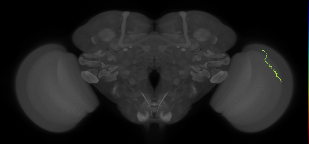 Dm3a_R (MaleCNS:142879)