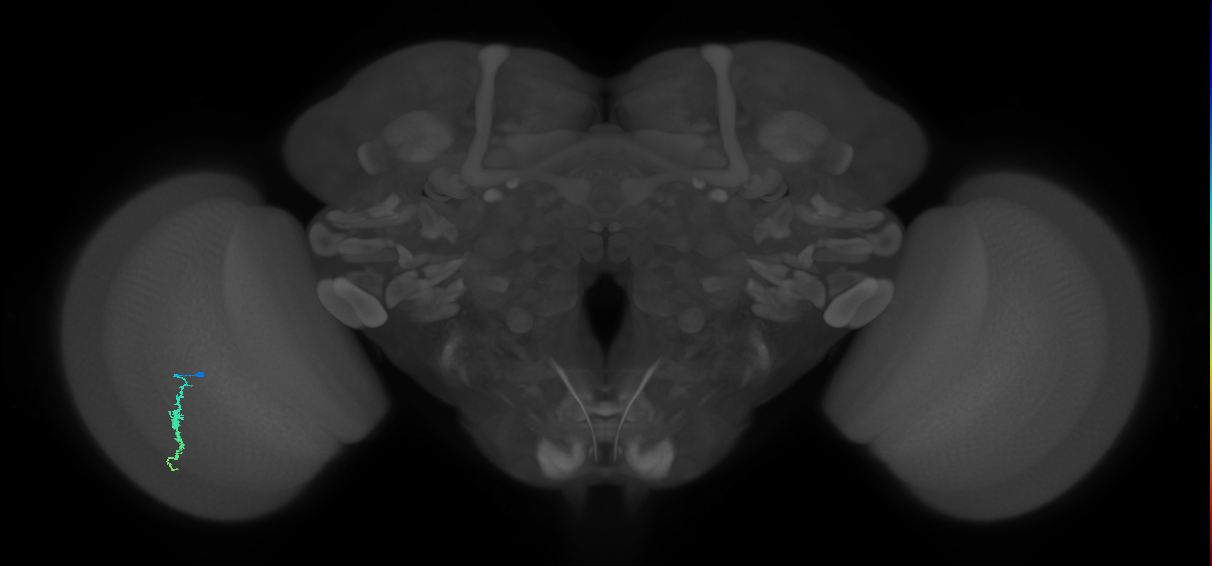 Dm3a_L (MaleCNS:130535)