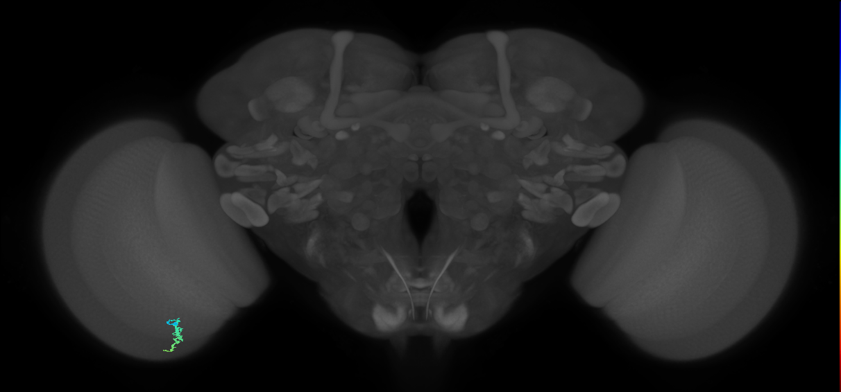 Dm3a_L (MaleCNS:148372)