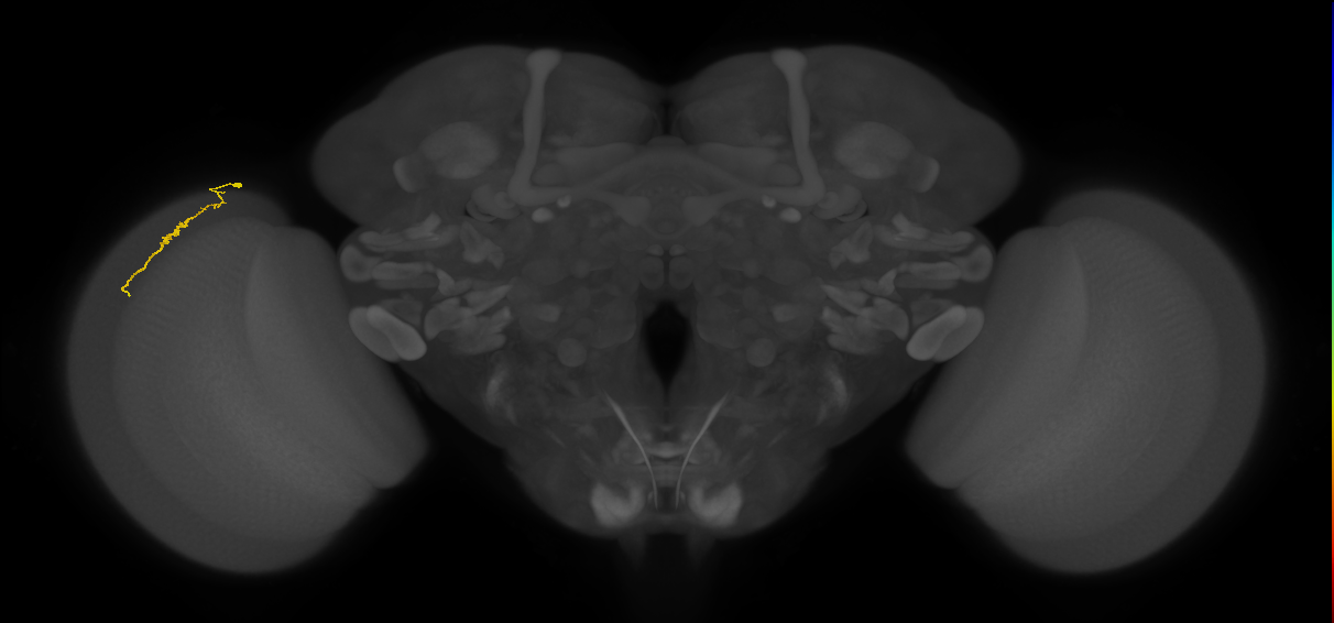 Dm3a_L (MaleCNS:137480)