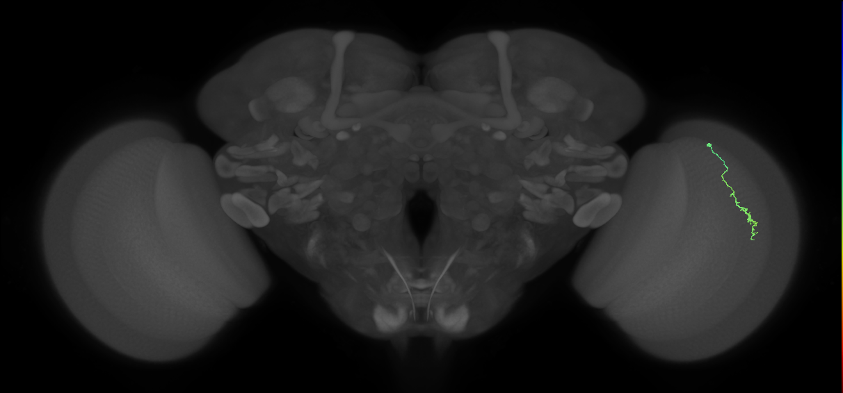 Dm3a_R (MaleCNS:149938)