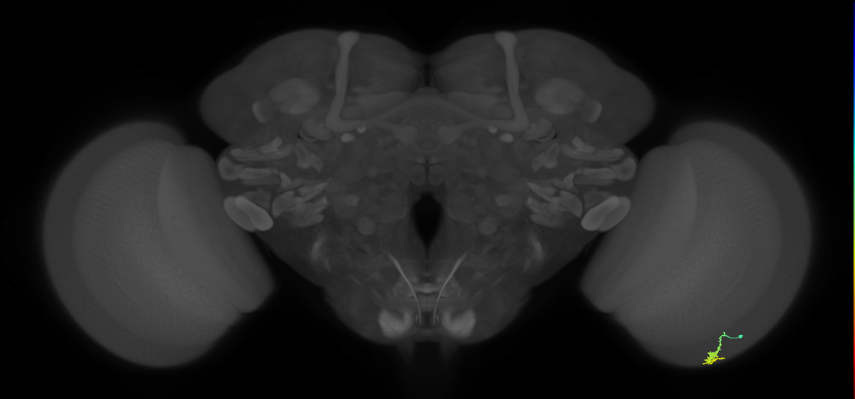 Dm3a_R (MaleCNS:128001)