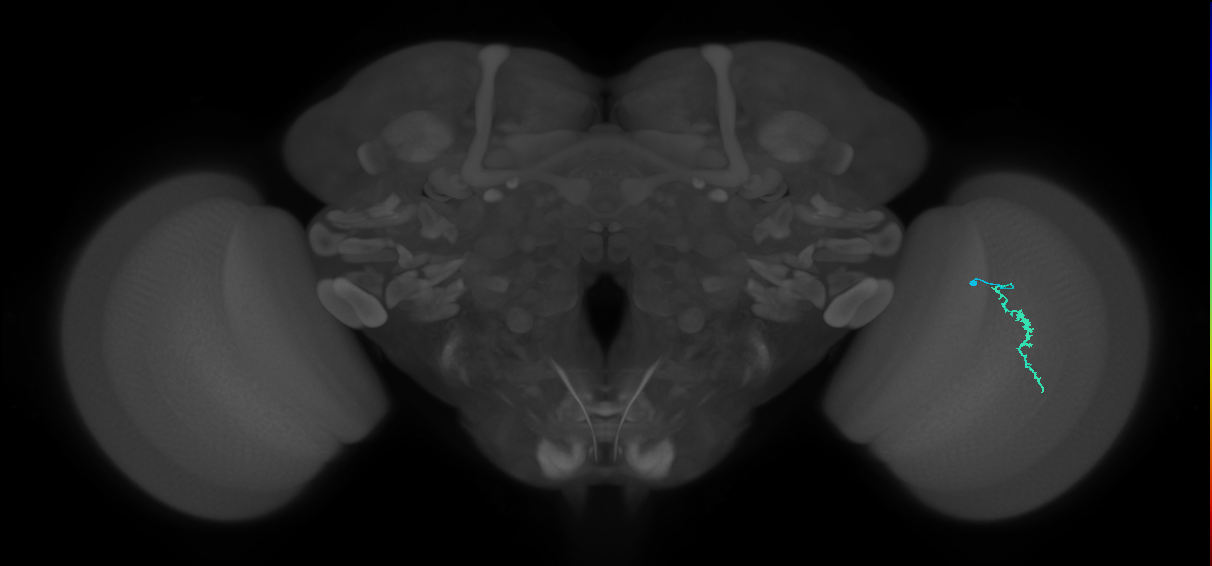 Dm3a_R (MaleCNS:147488)