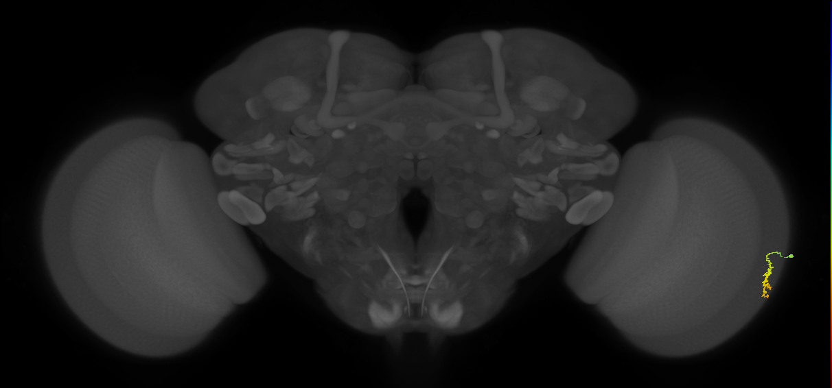 Dm3a_R (MaleCNS:166362)