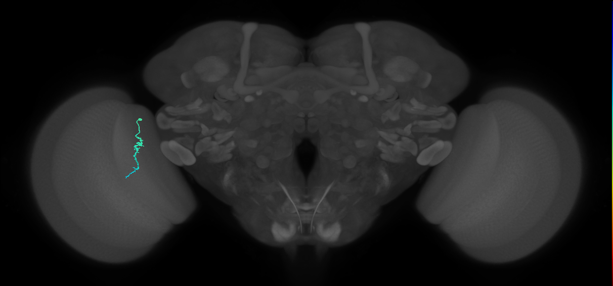 Dm3a_L (MaleCNS:158929)