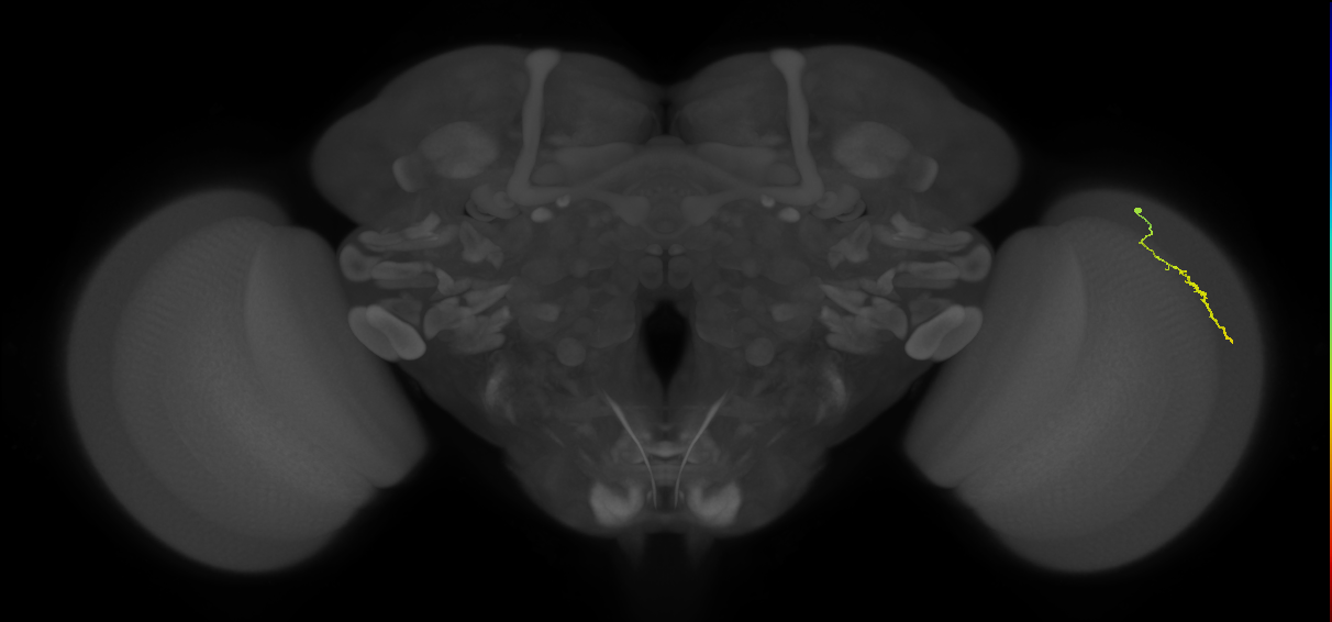 Dm3a_R (MaleCNS:141236)