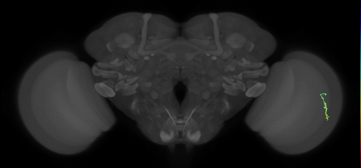 Dm3a_R (MaleCNS:120078)