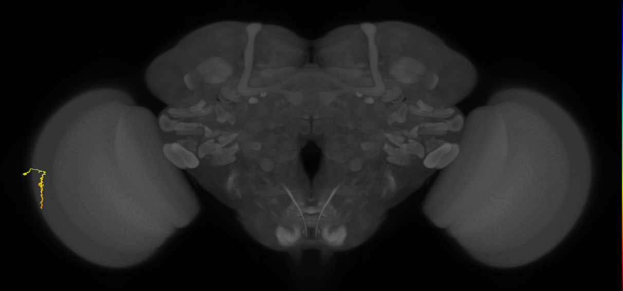 Dm3a_L (MaleCNS:106403)