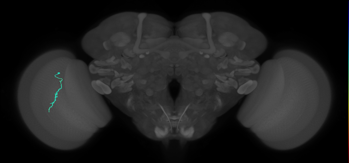 Dm3a_L (MaleCNS:222592)