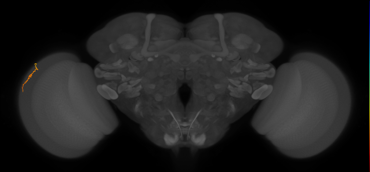 Dm3a_L (MaleCNS:139424)