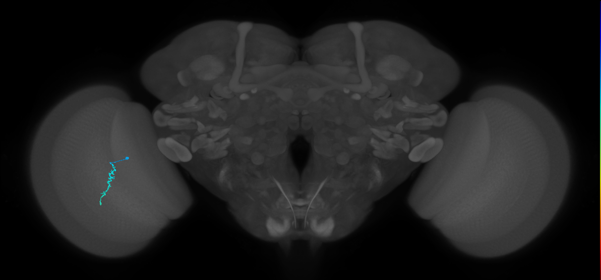 Dm3a_L (MaleCNS:216598)