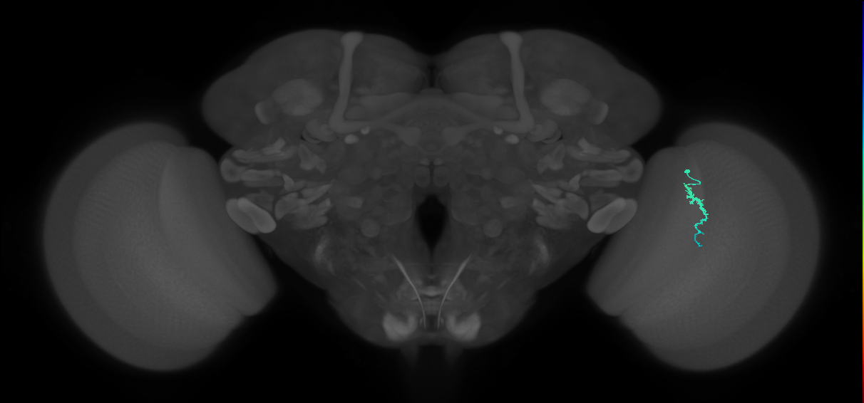 Dm3a_R (MaleCNS:154769)