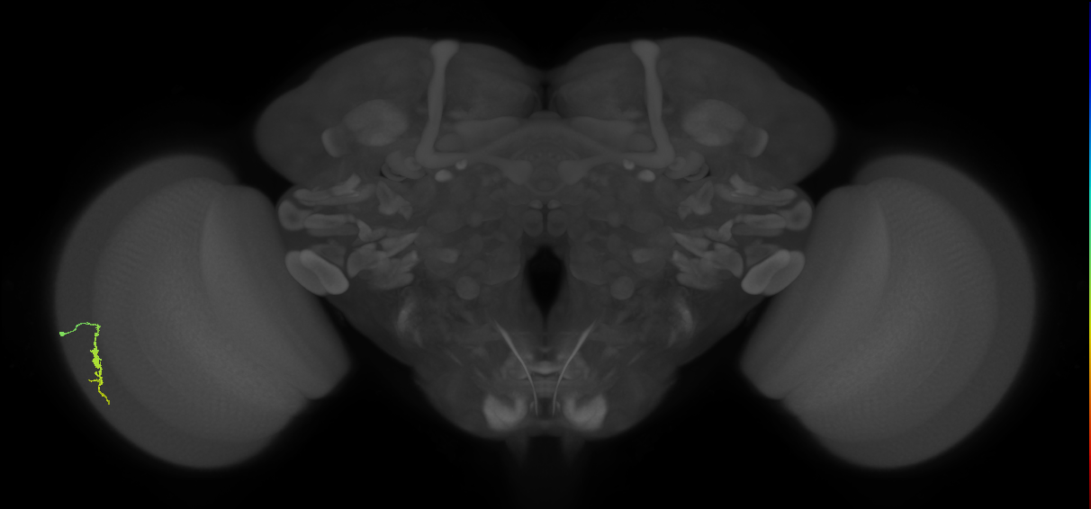 Dm3a_L (MaleCNS:70905)