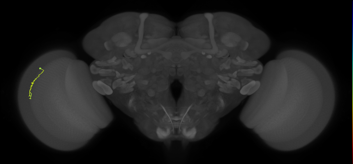 Dm3a_L (MaleCNS:139496)