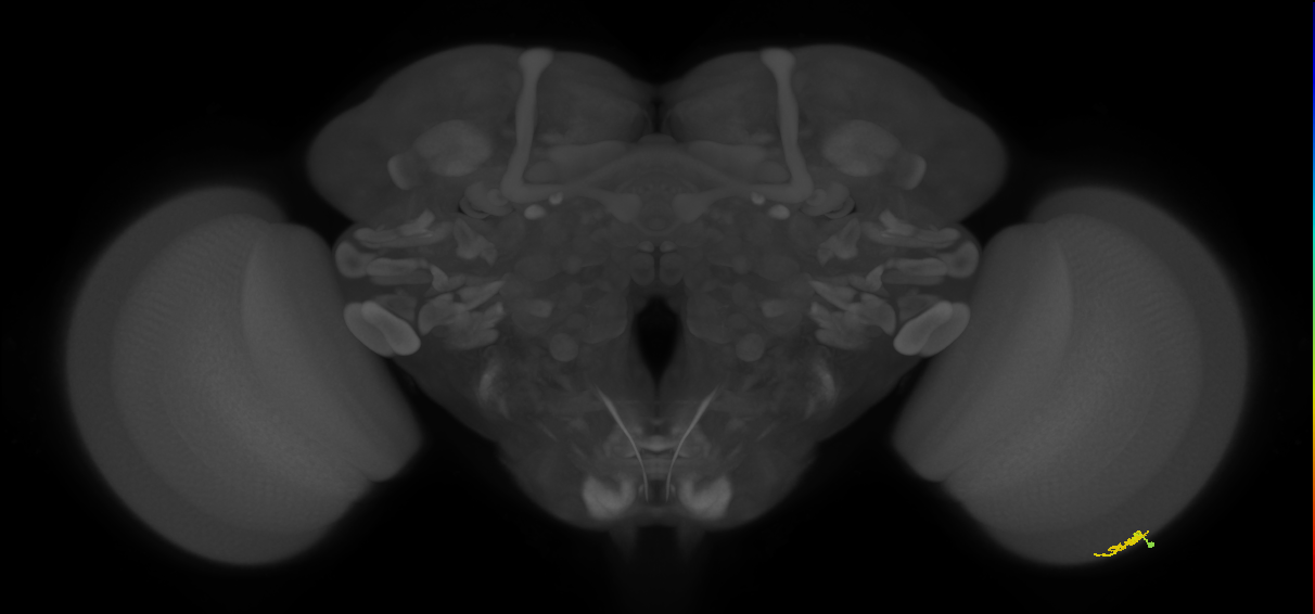 Dm3a_R (MaleCNS:149130)
