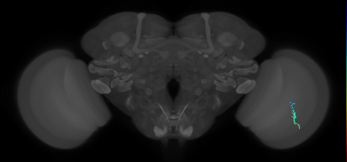 Dm3a_R (MaleCNS:130548)