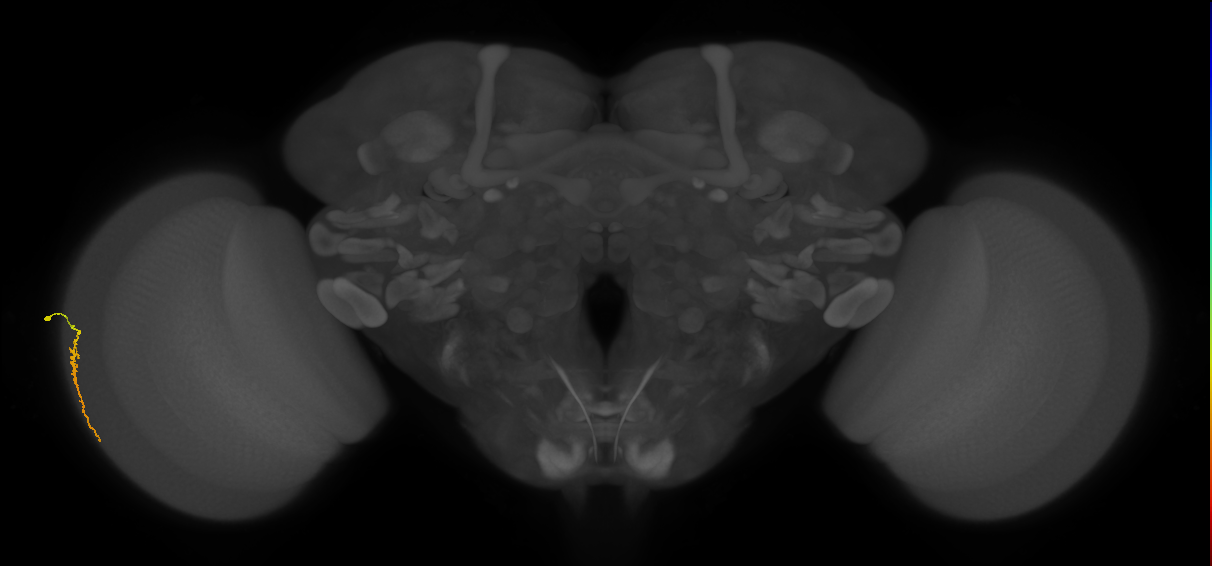 Dm3a_L (MaleCNS:580084)