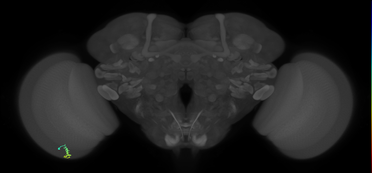 Dm3a_L (MaleCNS:137697)
