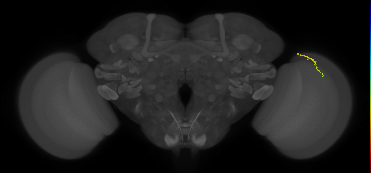 Dm3a_R (MaleCNS:156456)
