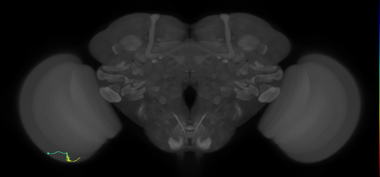 Dm3a_L (MaleCNS:580574)
