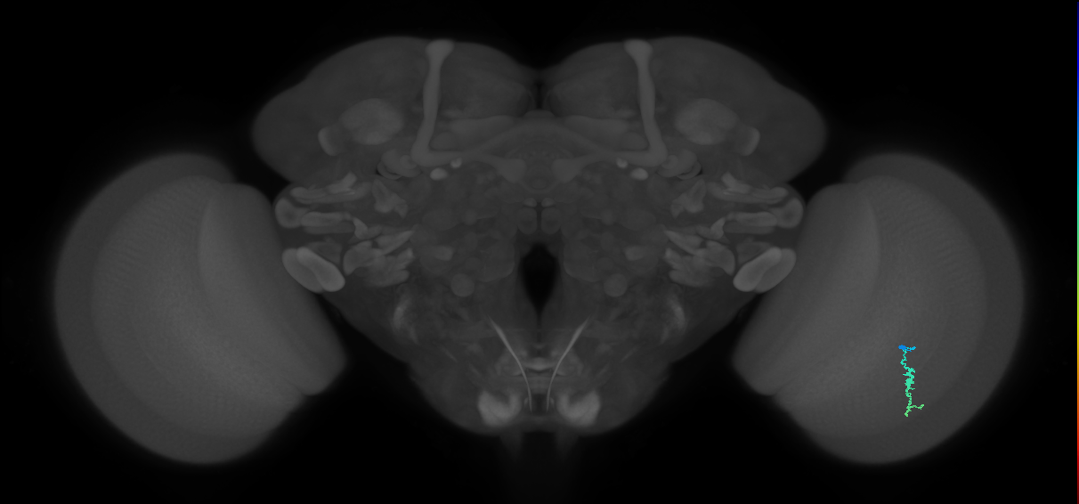 Dm3a_R (MaleCNS:162431)
