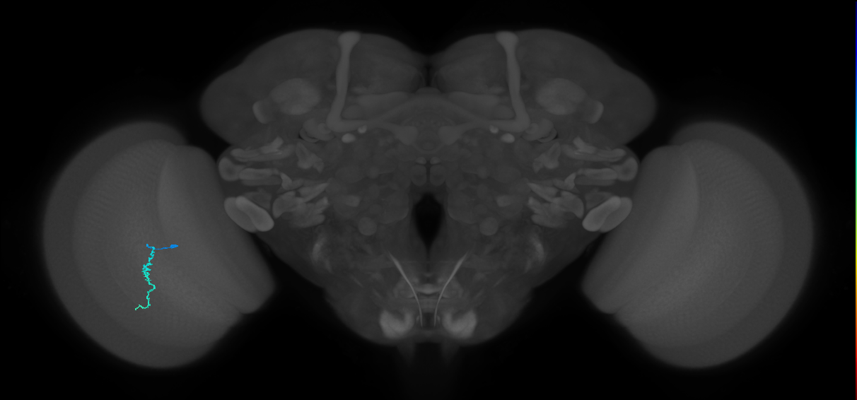 Dm3a_L (MaleCNS:129797)